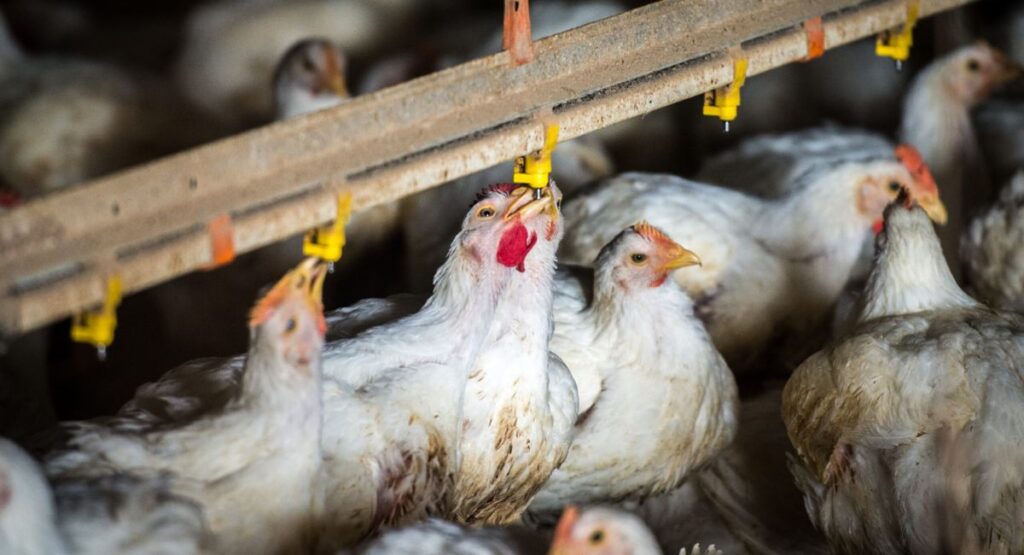 Ist Foster Farms Chicken Halal 1?