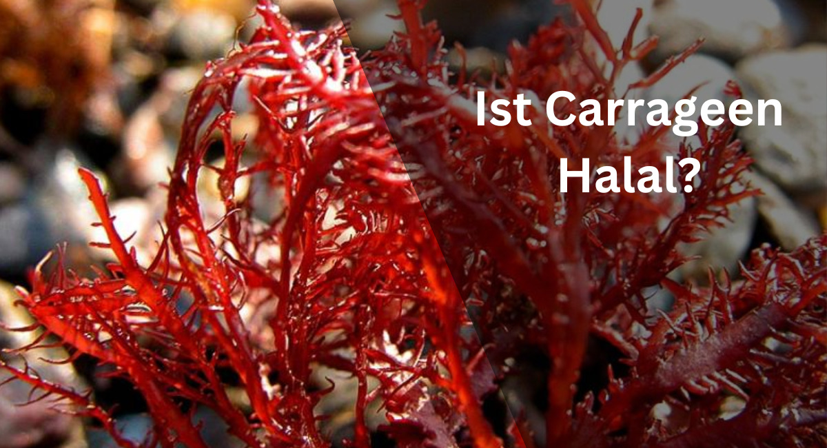 Ist Carrageen Halal?